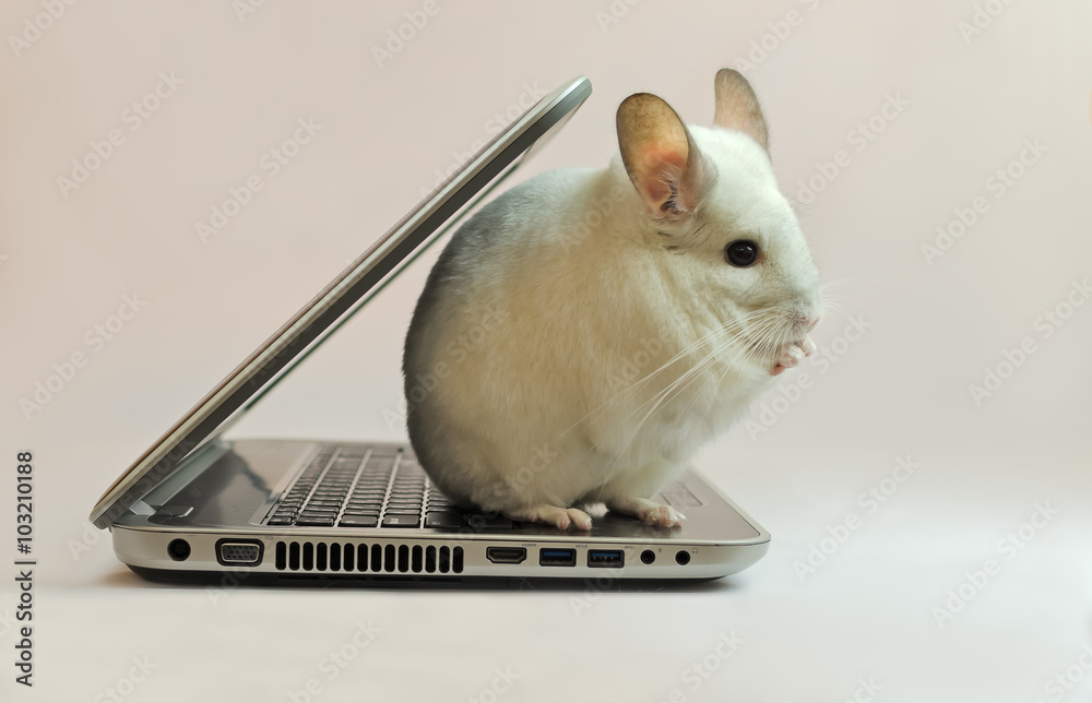 Fotografie chinchilla sitting on a laptop
