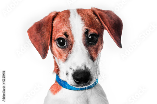 Puppy Jack Russell terrier in a blue collar © savenkovka