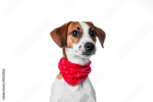 Fototapeta Naklejka Na Ścianę i Meble -  Puppy Jack Russell terrier in a red bandana