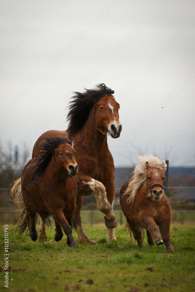 Fototapeta premium Pferdeherde
