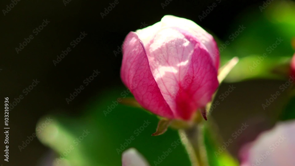 Apple flower blooming.The beginning is not in focus. Apple flower blooming.The beginning is not in focus.