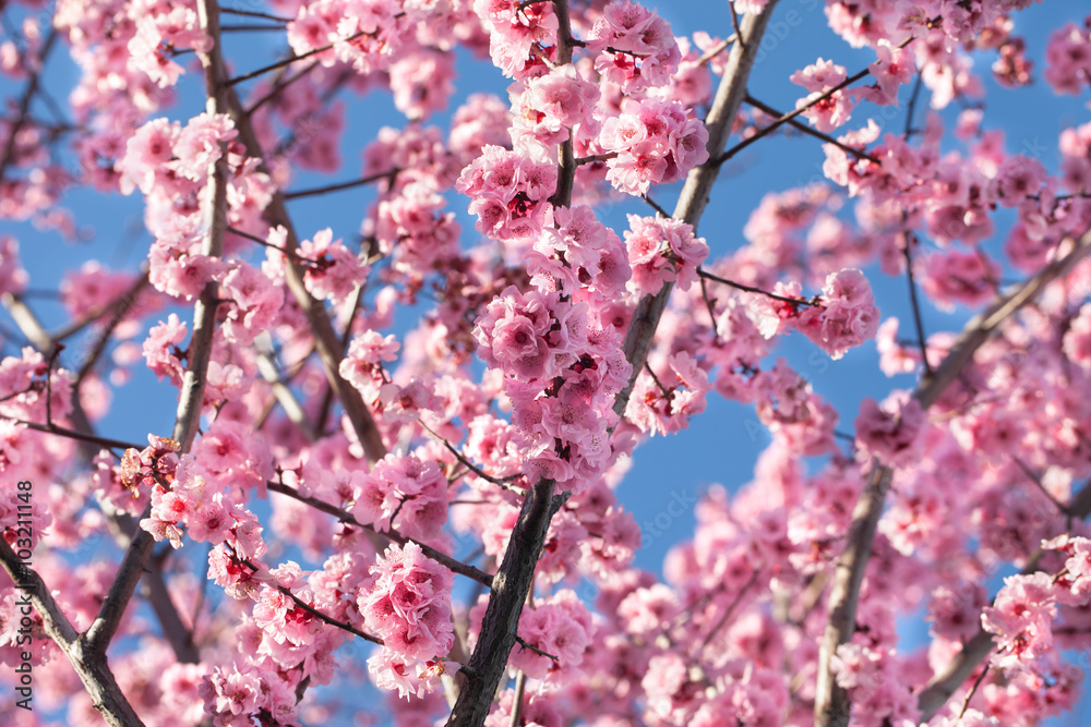 Obraz premium Blossoming cherry tree