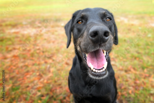 Black labrador retriever greyhound mix dog sitting outside watching waiting alert looking happy excited while panting smiling and staring at camera