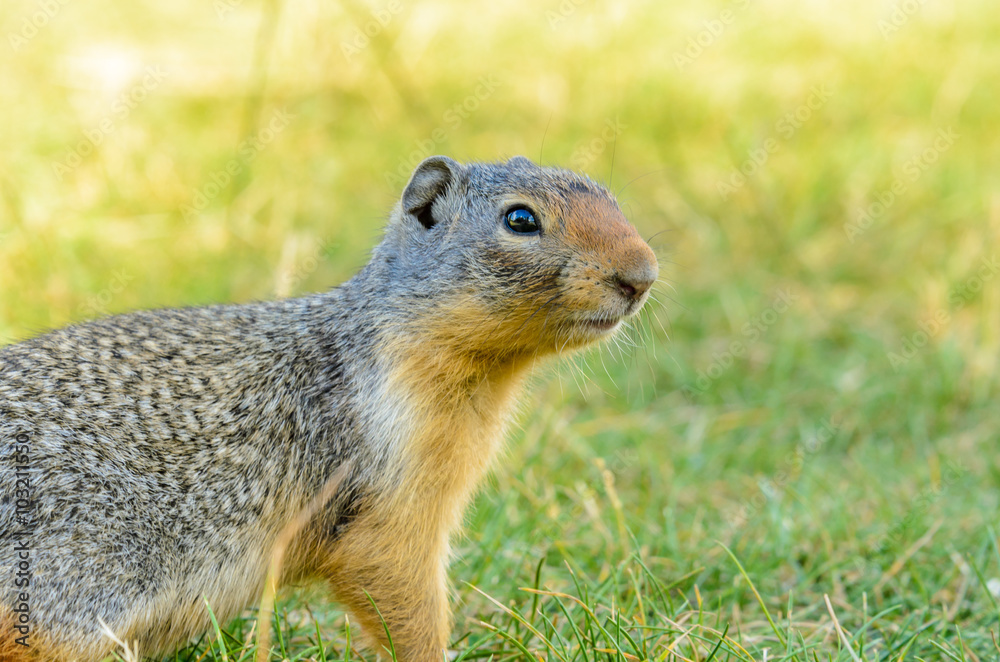 Ground squirrel at the Lake Two Jacks in Banff, Canada. Ground squirrel at the Lake Two Jacks in Banff, Canada.