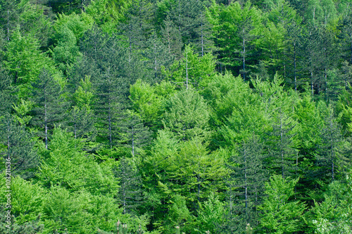 Pine forest background © Microgen