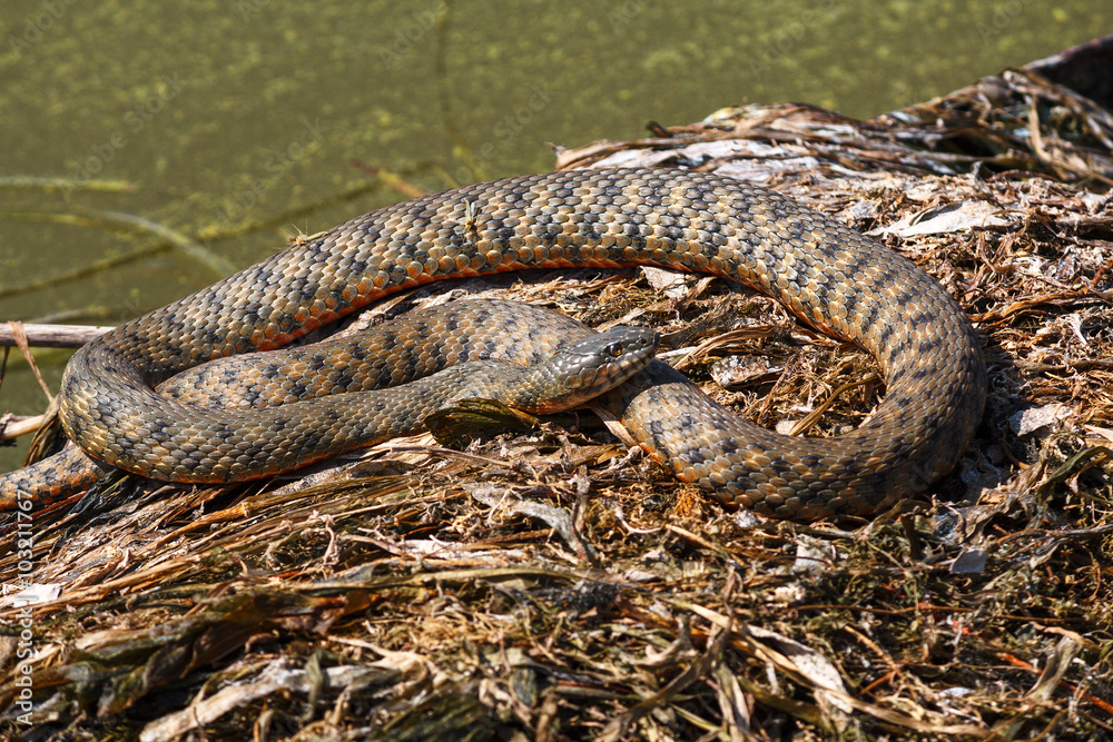 Fototapeta premium Snake basks in the sun on the beach. Animal