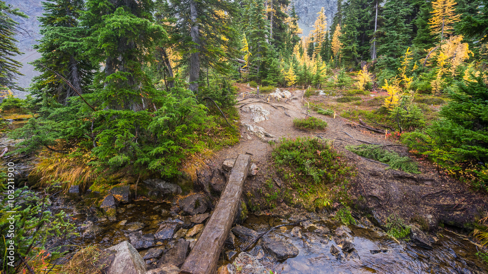 A log across a stream. Trail in a dense forest among logs, BLUE LAKE TRAIL, Washington state A log across a stream. Trail in a dense forest among logs, BLUE LAKE TRAIL, Washington state