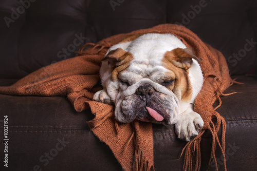 English Bulldog dog canine pet on brown leather couch under blanket looking sad bored lonely sick tired exhausted 