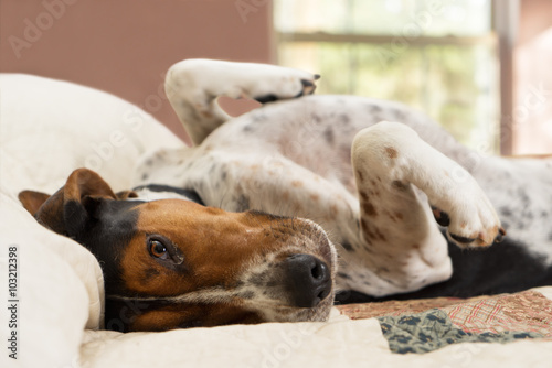 Принти на полотні Treeing Walker Coonhound dog lying upside down on human bed with quilt looking t