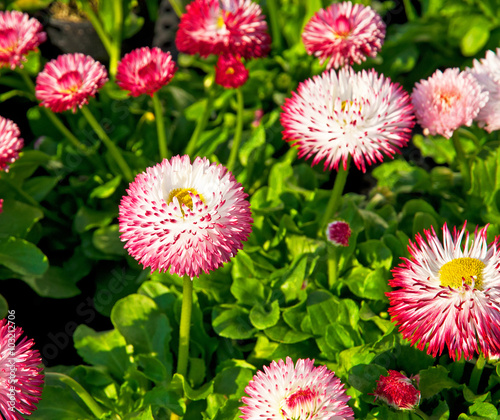 Flowers in the garden