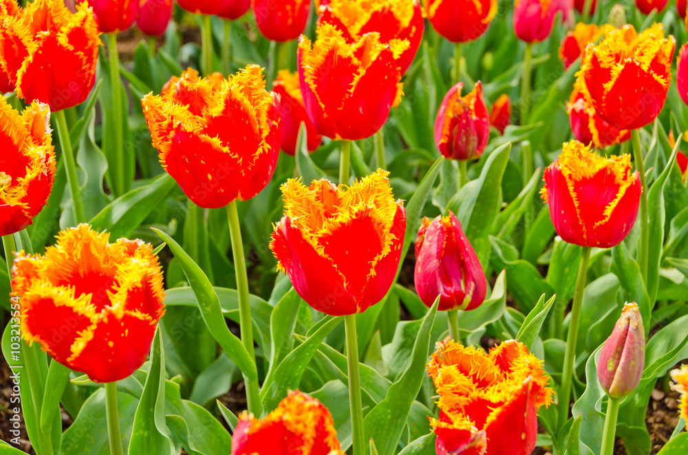 Fototapeta premium Garden of tulips at Skagit, Washington State, America.