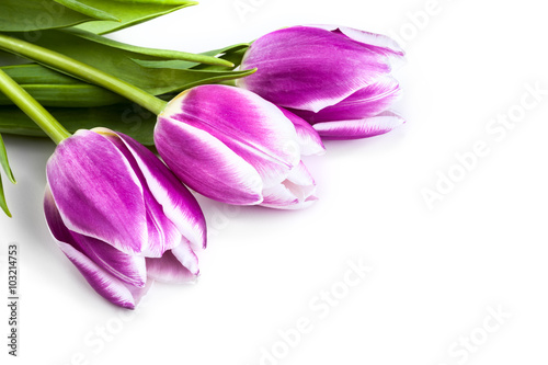 Three purple tulips isolated on white background