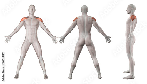 3D images showing male figure with deltoid muscles highlighted photo