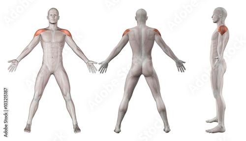 3D images showing male figure with deltoid muscles highlighted