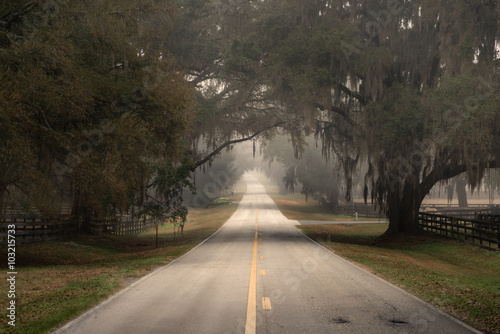Straight empty lonely country road street less traveled in Florida and trees with Spanish moss overhanging on a cloudy foggy day looking grim sad isolated moody