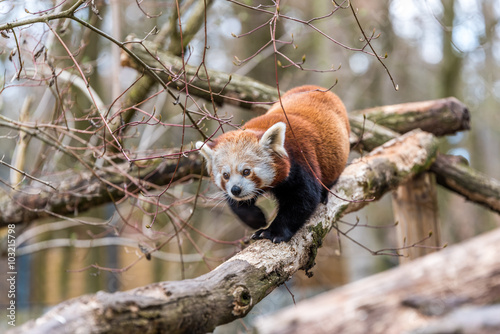 Kleiner Panda (Ailurus fulgens)