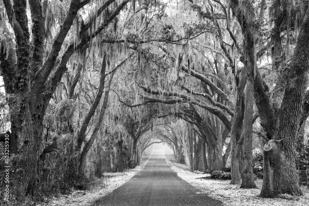 Lines of old live oak trees with spanish moss hanging down on a scenic southern country road in black and white or monochromatic Lines of old live oak trees with spanish moss hanging down on a scenic southern country road in black and white or monochromatic