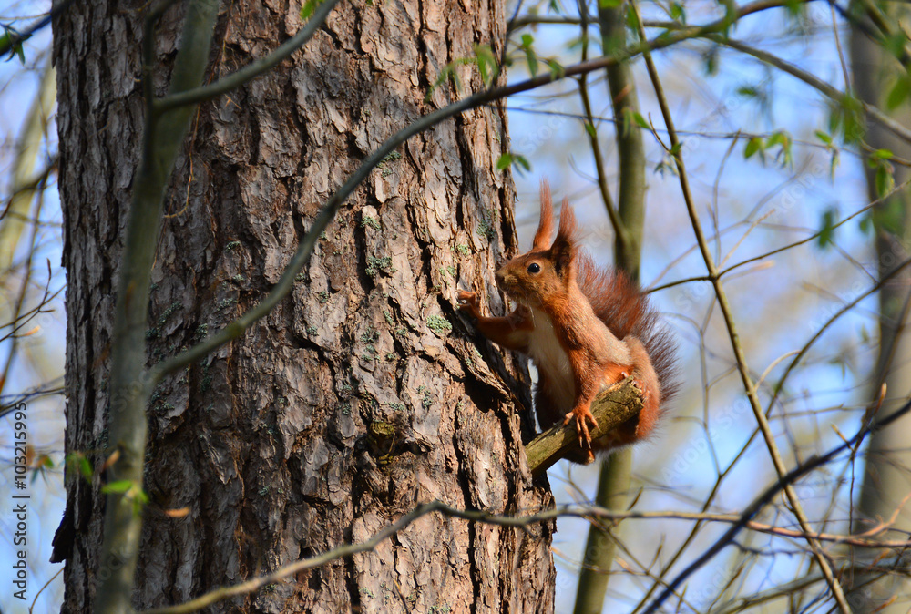 Fototapeta premium red squirrel on a tree in a forest