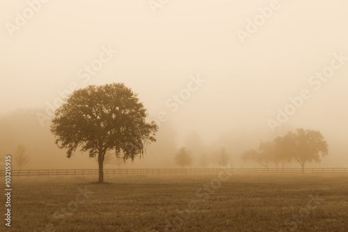 Lonely solitary tree in an open grassy field meadow pasture in the fog looking empty dismal depressing desolate bleak stark grim dramatic moody drab dim dull with sepia retro vintage filter