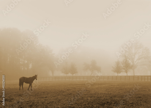 Lonely solitary horse equine in an open grassy field meadow pasture in the fog looking empty dismal depressing desolate bleak stark grim dramatic moody drab dim dull