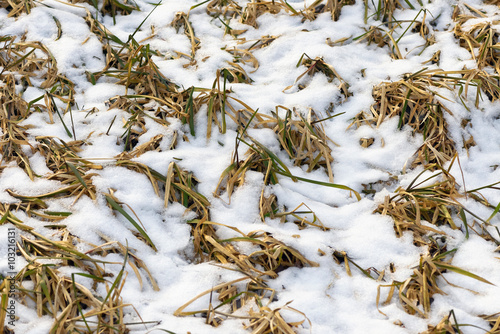 Grass covered in snow durin...