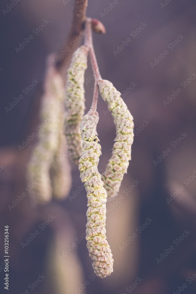 Catkins of hazel, highly allergenic pollen Catkins of hazel, highly allergenic pollen