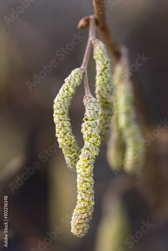 Catkins of hazel, highly al...