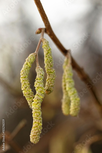 Catkins of hazel, highly al...