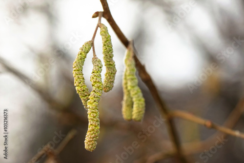 Catkins of hazel, highly al...