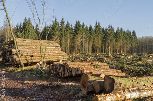 Avverkning av skog i Skåne photo