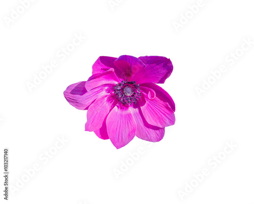 Beautiful purple anemone flower.
