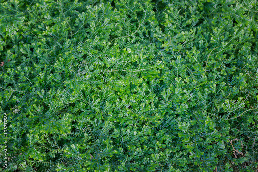 (Dorothy Barton) small ferns. (Dorothy Barton) small ferns.