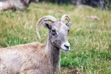Closeup view of a female Bighorn Sheep, known as an Ewe