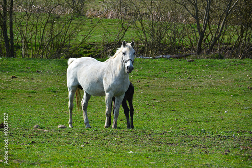 Horses on a spring meadow
