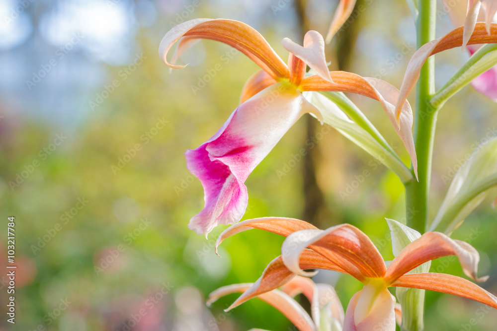 Beautiful purple and white (Phaius tankervilleae) Beautiful purple and white (Phaius tankervilleae)