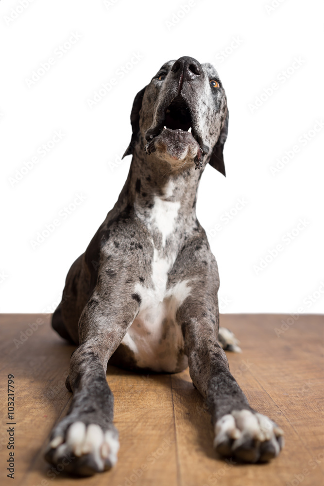 Great Dane grey harlequin  giant dog pet lying down isolated in front of white background looking alert shocked in awe weird expression funny with loose lip open mouth on wood floor