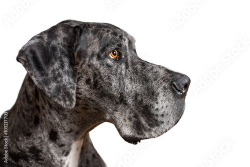 Great Dane grey harlequin merle giant dog with light brown eyes in isolated front of white background looking alert adorable curious watching thinking paying attention with loose lip