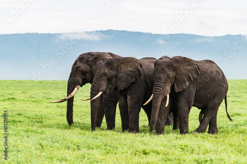 three elephants standing  in a row  on the Ngorongora Crater floor   © vermontalm