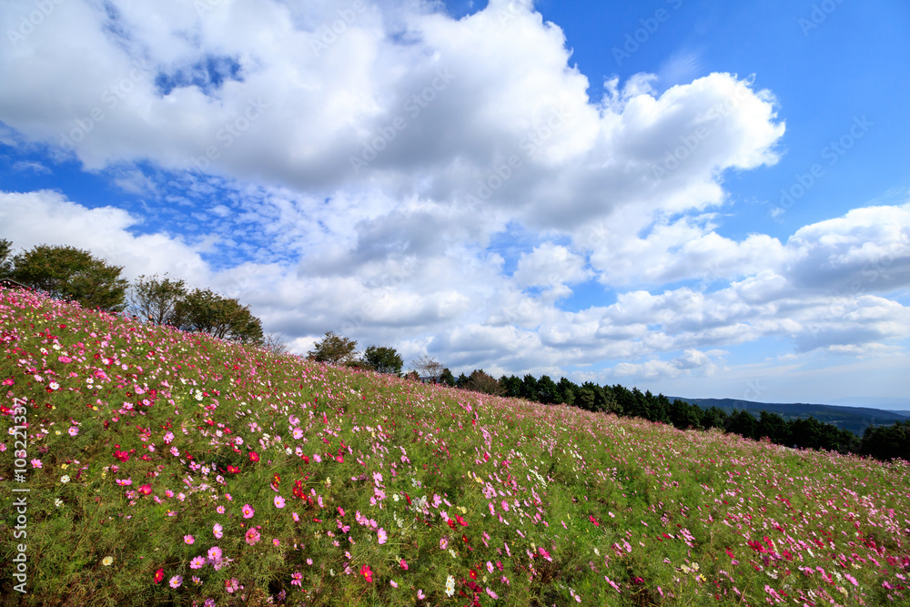 コスモス畑@長崎県諫早市白木峰 コスモス畑@長崎県諫早市白木峰