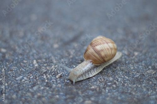 Snail on the asphalt blurred background after rain