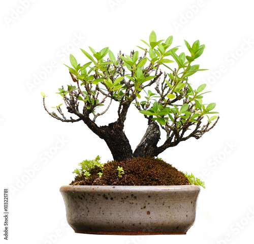 Bonsai tree in pot, isolated on white background.