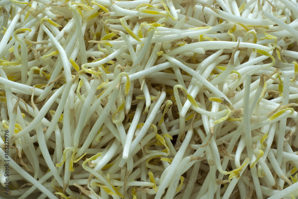 bean sprouts