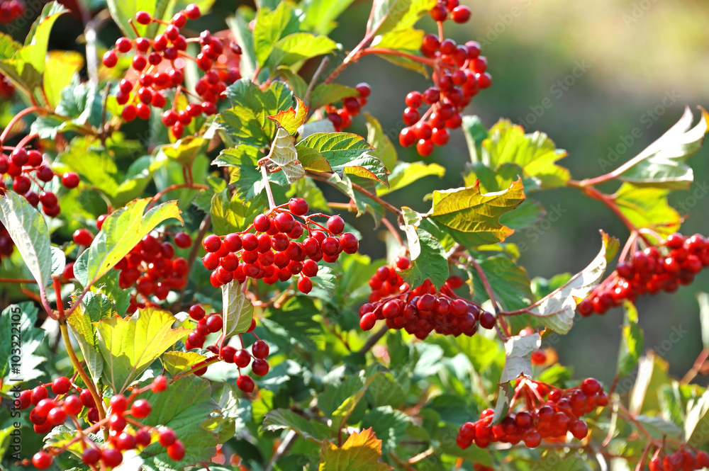 Some ripe viburnum on branch, DOF Some ripe viburnum on branch, DOF