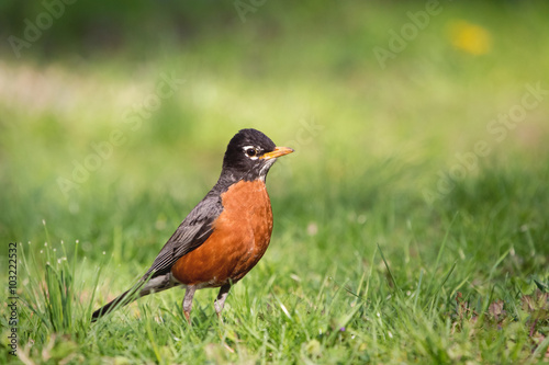 an American robin in Spring time in a green lawn looking for food