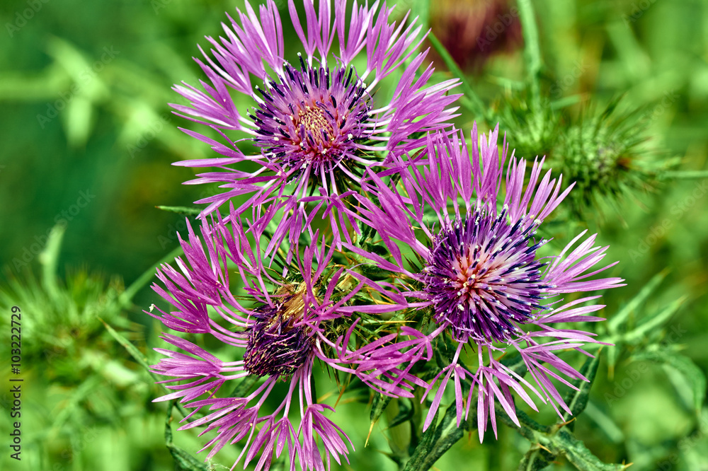 Blooming thistle in the spring in southern France.