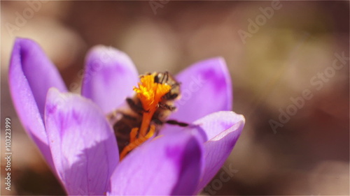 The bee lands on the flower and collects nectar. Micro shot on a sunny day the February. Bees can still control the movement because this is the first out of the hive.