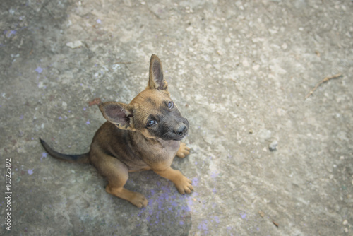 homeless puppy (selective focus) photo