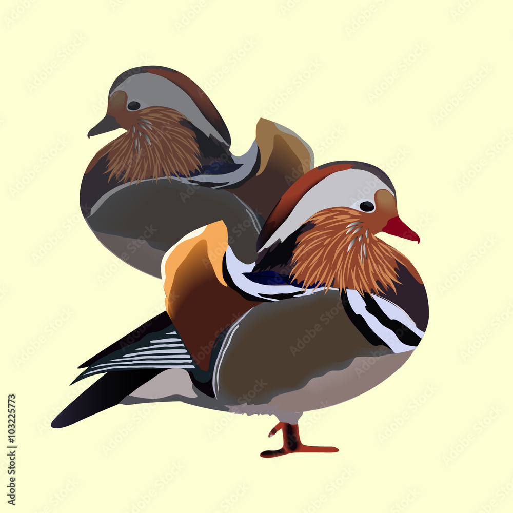 две уточки-мандаринки на желтом фоне Stock Illustration | Adobe Stock