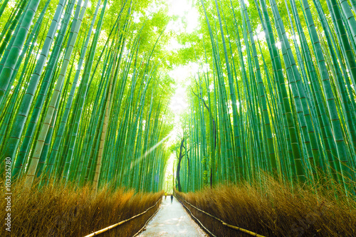 Morning Arashiyama Bamboo Forest People Walking