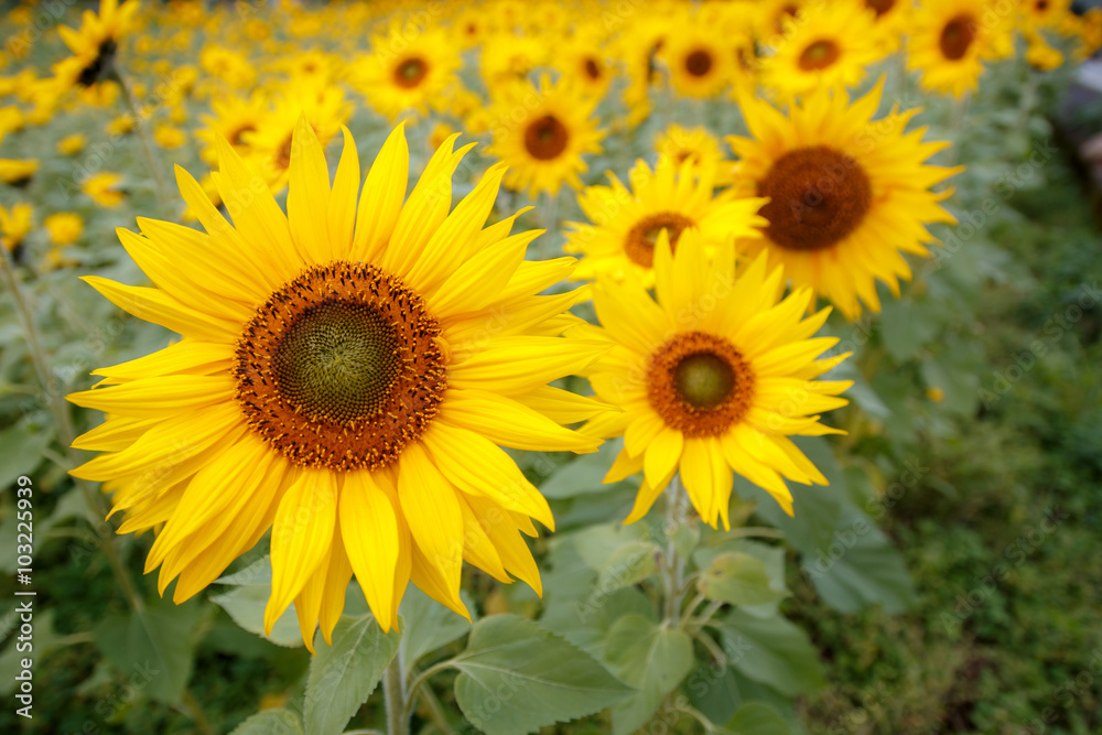 ヒマワリの花